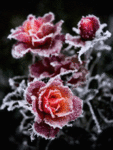  Красные розы <b>покрыты</b> изморозью 