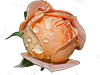 Бутон розы в росе