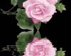 Отражение розовой розы. Черный фон