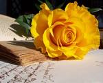 Роза желтая на книжке