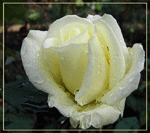 Белая роза, подсвечивается разными цветами