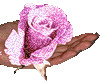 Переливы розы