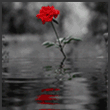 Роза отражается в воде