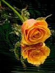 Отражение розы желтой в воде