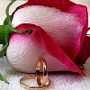 Два кольца возле розы