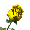 Роза желтый бутон