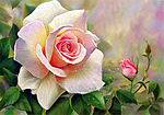 Нежная роза желто-розовая