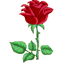Красная осыпающаяся роза