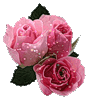 Три розовые розы