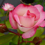 Розовая роза с бутонами