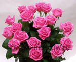 Букет ярких розовых роз