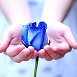 В девичьих руках голубая роза