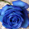 =синяя роза