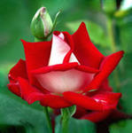Роза-хранительница секрета любви