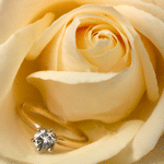 Кремовая роза с кольцом