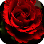 Красная распустившаяся роза