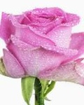 Розовая роза в капельках