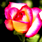 Лепестки розы переливаются разными цветами
