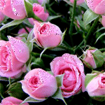 Розовые розы. прелестны