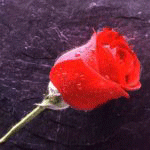 Красная роза в каплях воды