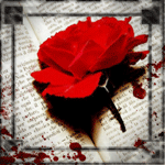 Красная роза лежит на книге