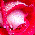 Цветочки розы