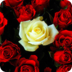 Красные розы окружают белую