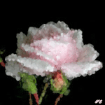Бледно-розовая распустившаяся роза