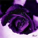 Фиолетовая роза на снегу