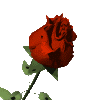 Роза красный распускающийся бутон