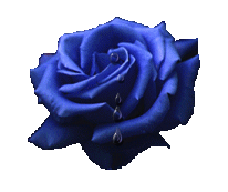 Синяя роза плачет
