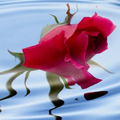 Роза тонет в воде