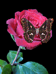 Прекрасная бабочка улетает с розы