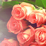Розовые розы лежат на столе
