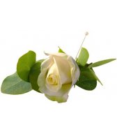 Роза бела - символ праздника, украшение одежды