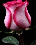 Бутон розы с ярко розовым обрамлением