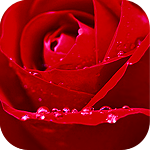 Красная роза в росе