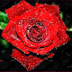 Красная роза в каплях росы