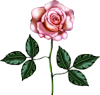 Великолепье розовой розы