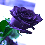Сиреневая роза