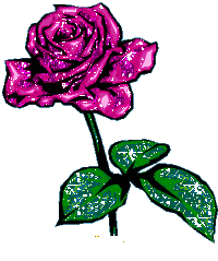 Ярко розовая роза