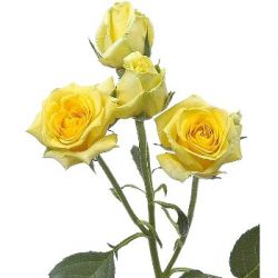 Кустовая роза (желтая)