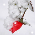 Алая роза под снегом