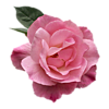 Розовая роза с листочком