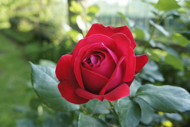 Роза красная в тени
