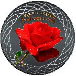 Красная роза с бликами на сером фоне