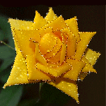 Сверкающая желтая роза на черном фоне