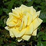 Желтая роза распустилась