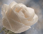 Цветок белой розы в каплях росы