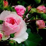 Розовая роза в каплях,рядом с ней бутоны